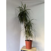 Драцена маргіната ~162 см